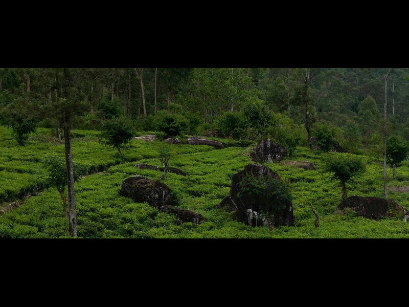 Day 02:  Kandy – Nuwara Eliya