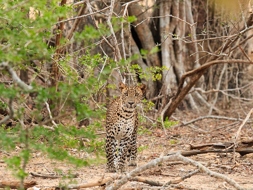 Day 01: Arrival – Yala National Park